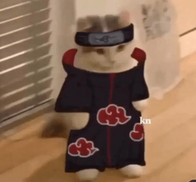 Drużyna A[cat]Suki. Skład Dota 2