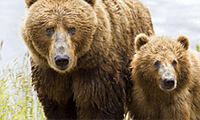 Hold We Dislike Bears. Opstilling Dota 2